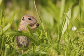 A young European ground squirrel (Spermophilus citellus) or European souslik stands in a meadow