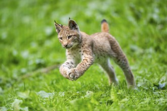 Eurasian lynx (Lynx lynx) youngster jumping in the air, running on a meadow, Bavaria, Germany,