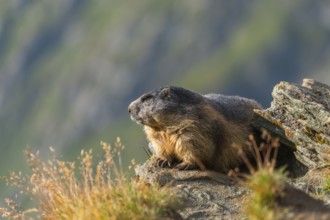 Alpine marmot (Marmota marmota) in autumn, Grossglockner, High Tauern National Park, Austria,