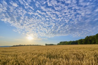 A grain field under a generously cloudy sky with low sun, summer, Höhefeld, Wertheim,