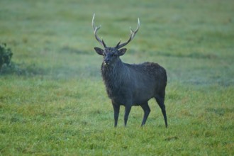 Sika deer (Cervus nippon), standing in a green meadow at dawn, surrounded by natural surroundings,