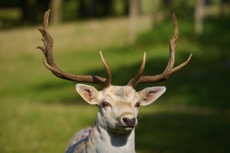 Albino fallow deer (Dama dama), white stag with impressive antlers in sunlight, seen on a green