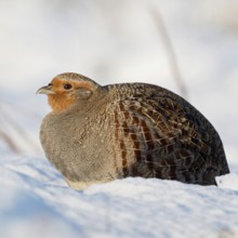 Grey partridge (Perdix perdix) sits fluffed up up in the freshly fallen snow in the sun, enjoying