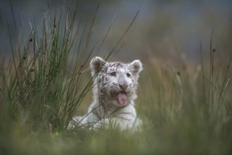 In the tall grass... Royal Bengal tiger (Panthera tigris), young animal looking around, panting