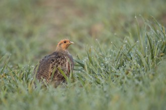 A rare observation... Grey partridge (Perdix perdix) sitting in a dewy field early in the morning,