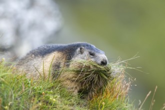 Alpine marmot (Marmota marmota) in autumn, Grossglockner, High Tauern National Park, Austria,