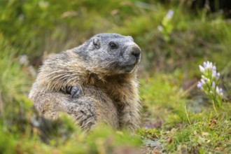 Alpine marmot (Marmota marmota) in autumn, Grossglockner, High Tauern National Park, Austria,