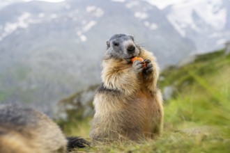 Alpine marmot (Marmota marmota) in autumn, Grossglockner, High Tauern National Park, Austria,