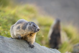 Alpine marmot (Marmota marmota) in autumn, Grossglockner, High Tauern National Park, Austria,