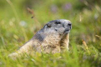 Alpine marmot (Marmota marmota) in autumn, Grossglockner, High Tauern National Park, Austria,