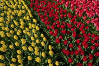 Close-up of yellow and red tulips in full bloom. The colours are vibrant and vivid, Keukenhof,