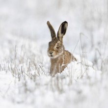 Hidden behind stalks... Brown hare (Lepus europaeus), hare sits in winter in a meadow in the snow,