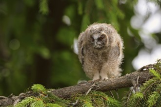 Little goblin... Long-eared owl (Asio otus), young, almost fledged owl, branchling in a tree,