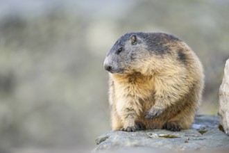 Alpine marmot (Marmota marmota) in autumn, Grossglockner, High Tauern National Park, Austria,
