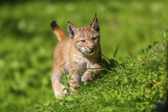 Eurasian lynx (Lynx lynx) youngster on a meadow, Bavaria, Germany, Europe