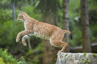 Eurasian lynx (Lynx lynx) jumping from a rock, Austria, Europe