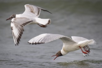 Black-headed gulls (Chroicocephalus ridibundus) in summer plumage, flying over the surf, looking