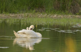 Mute swan (Cygnus olor), juvenile, water, Lower Austria