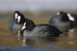Coots (Fulica atra), water bird frequently observed on almost all bodies of water, small flock,