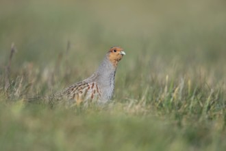 Always on the lookout... Grey partridge (Perdix perdix) walks cautiously and vigilantly through a