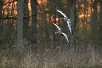 After sunset... Greylag geese (Anser anser), wild geese flying to their roosts in the reeds, pair,