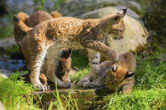 Eurasian lynx (Lynx lynx) youngsters playing with each other, Austria, Europe