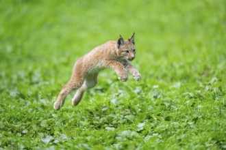 Eurasian lynx (Lynx lynx) youngster jumping in the air on a meadow, Bavaria, Germany, Europe
