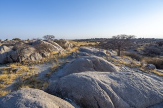 Round rocks and baobabs (Adansonia digitata) on Kubu Island with a view over the salt pan in the