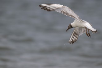 One-year-old Black-headed Black-headed Gull (Chroicocephalus ridibundus) in summer plumage, in