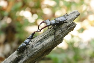 Fascinating stag beetle (Lucanus cervus), insect of the year 2012, June, Saxony, Germany, Europe