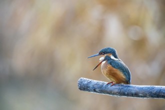 Kingfisher (Alcedo atthis) Germany