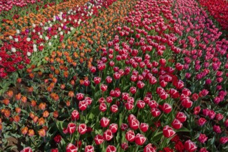 Colourful tulip field with red and orange flowers and scattered white tulips, in rows, Keukenhof,