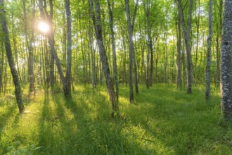 Birch forest scene with sunbeams shining through green foliage, Gechingen, Black Forest, Germany,