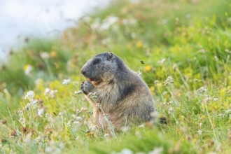 Alpine marmot (Marmota marmota) in autumn, Grossglockner, High Tauern National Park, Austria,