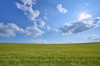 Green grain field under bright sun and cloudy sky, summer, Thüngen, Main Spessart district,