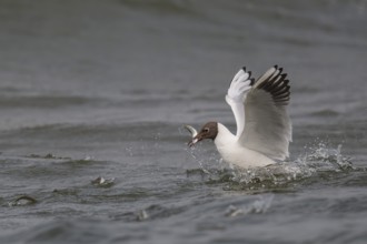 Black-headed gull (Chroicocephalus ridibundus) in summer plumage, swimming with a small fish in its