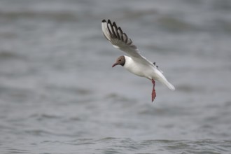 Black-headed gull (Chroicocephalus ridibundus) in summer plumage, in flight above the sea surface