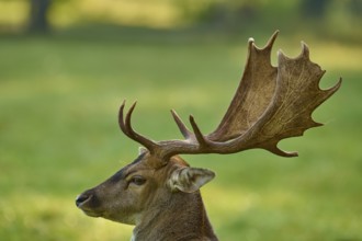 Fallow deer (Dama dama), with impressive antlers on a green meadow, Germany, Europe