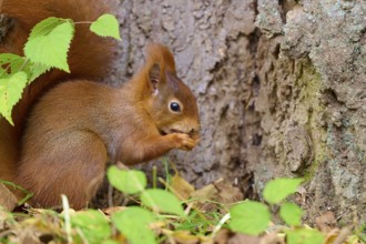 Eurasian squirrel (Sciurus vulgaris), sitting in the grass and nibbling on a nut, surrounded by