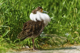A bird with colourful plumage stands in a meadow in the sunlight, Ruff (Calidris pugnax, Syn.: