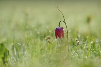 Snake's Head Fritillary or lapwing (Fritillaria meleagris), flower protruding from a green, dewy