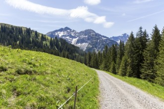 Gravel path through a green Alpine landscape with mountain peaks on the horizon