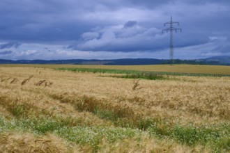 Crop field under a cloudy sky with dominating overhead power lines, summer, Germerode, Geo nature