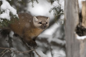 Fierce look... American pine marten (Martes americana) in winter during snowfall, in a coniferous