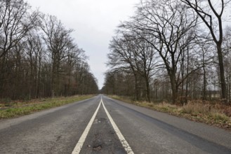 Where does the road lead... View over the already closed old L276 road in Hambach Forest. The