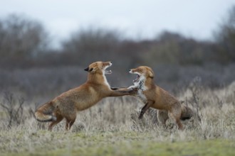 This far and no further... Red fox (Vulpes vulpes), two red foxes fighting, a fox is normally a