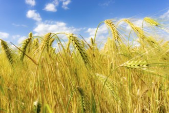 Grain field, in front of harvest, barley, near Bottrop-Kirchhellen, North Rhine-Westphalia,