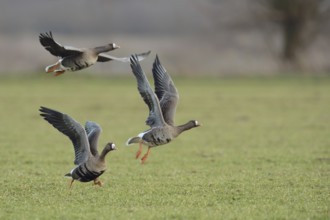 Geese taking off... White-fronted geese (Anser albifrons), wild geese take off after feeding in a