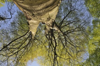 View into the crown of a beech tree... European beech (Fagus sylvatica), ancient tree crown with