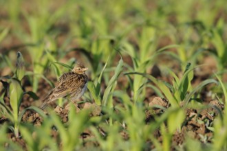 In young maize... Skylark (Alauda arvensis), well-known native songbird, typical character bird of